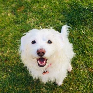 Meet your Posher, Alexa